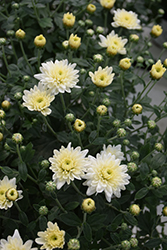 Padre White Chrysanthemum (Chrysanthemum 'Padre White') at A Very Successful Garden Center