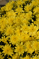 Homerun Yellow Chrysanthemum (Chrysanthemum 'Homerun Yellow') at A Very Successful Garden Center