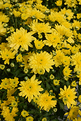 Fonti Yellow Chrysanthemum (Chrysanthemum 'Fonti Yellow') at Lakeshore Garden Centres