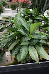 Silver Bay Chinese Evergreen (Aglaonema 'Silver Bay') at Stonegate Gardens