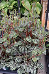 Ivy Leaf Peperomia (Peperomia albovittata) at A Very Successful Garden Center