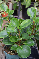 Lemon Lime Baby Rubber Plant (Peperomia obtusifolia 'Lemon Lime') at A Very Successful Garden Center
