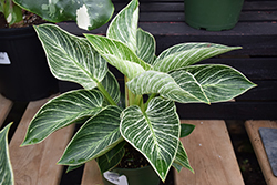 Prismacolor Birkin Philodendron (Philodendron 'Birkin') at A Very Successful Garden Center