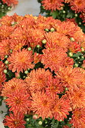 Tiger Eyes Chrysanthemum (Chrysanthemum 'Tiger Eyes') at A Very Successful Garden Center