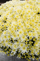 Starburst White Chrysanthemum (Chrysanthemum 'Zanmustarbu') at A Very Successful Garden Center