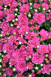 Ditto Dark Pink Chrysanthemum (Chrysanthemum 'Ditto Dark Pink') at Lakeshore Garden Centres