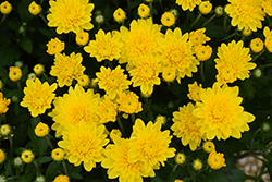 Goldcrest Yellow Chrysanthemum (Chrysanthemum 'GOLD CREST') at Lakeshore Garden Centres