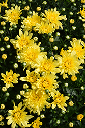 Wonder Yellow Chrysanthemum (Chrysanthemum 'Wonder Yellow') at Lakeshore Garden Centres