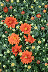 Orange Zest Chrysanthemum (Chrysanthemum 'Orange Zest') at Lakeshore Garden Centres
