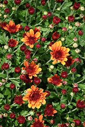 Fire Halo Orange Chrysanthemum (Chrysanthemum 'Fire Halo Orange') at A Very Successful Garden Center
