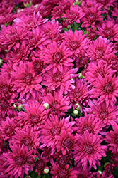 Poppin Purple Chrysanthemum (Chrysanthemum 'Poppin Purple') at A Very Successful Garden Center