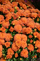 Gigi Orange Chrysanthemum (Chrysanthemum 'Gigi Orange') at A Very Successful Garden Center