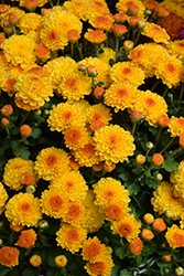 Cheryl Golden Chrysanthemum (Chrysanthemum 'Cheryl Golden') at A Very Successful Garden Center