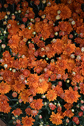 Ursula Jazzy Coral Chrysanthemum (Chrysanthemum 'Ursula Jazzy Coral') at Stonegate Gardens