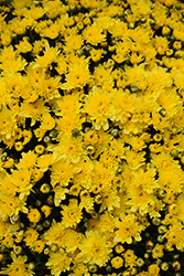 Ursula Sunny Yellow Chrysanthemum (Chrysanthemum 'Ursula Sunny Yellow') at Stonegate Gardens