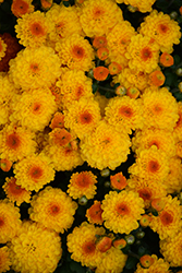 Gigi Gold Chrysanthemum (Chrysanthemum 'Gigi Gold') at Lakeshore Garden Centres
