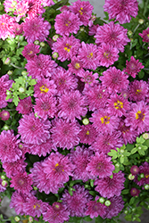 Cheryl Regal Purple Chrysanthemum (Chrysanthemum 'Regal Yocheryl') at Stonegate Gardens