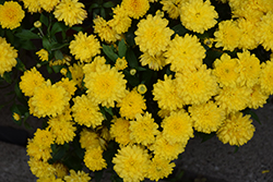 Gigi Yellow Chrysanthemum (Chrysanthemum 'Gigi Yellow') at A Very Successful Garden Center