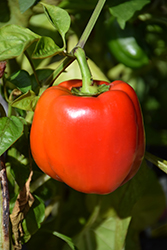 Big Early Red Sweet Pepper (Capsicum annuum 'Big Early Red') at A Very Successful Garden Center
