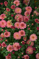 Gigi Coral Chrysanthemum (Chrysanthemum 'Gigi Coral') at Stonegate Gardens