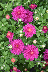 Debbie Hot Pink Chrysanthemum (Chrysanthemum 'Debbie Hot Pink') at A Very Successful Garden Center