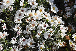 Magic White Aster (Symphyotrichum novi-belgii 'Magic White') at A Very Successful Garden Center