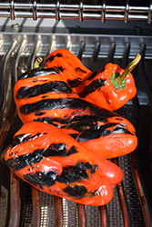 Stocky Red Roaster Sweet Pepper (Capsicum annuum 'Stocky Red Roaster') at A Very Successful Garden Center