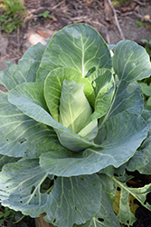 Caraflex Cabbage (Brassica oleracea var. capitata 'Caraflex') at A Very Successful Garden Center