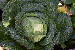 Savoy King Cabbage (Brassica oleracea var. sabauda 'Savoy King') at A Very Successful Garden Center