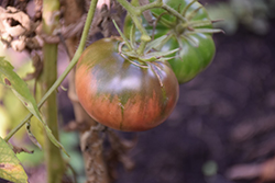 Darkstar Tomato (Solanum lycopersicum 'Darkstar') at A Very Successful Garden Center