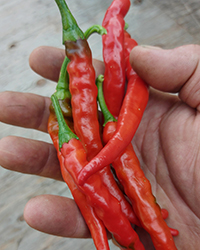 Red Flame Cayenne Pepper (Capsicum annuum 'Red Flame') at A Very Successful Garden Center