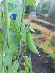 Super Sugar Snap Pea (Pisum sativum var. saccharatum 'Super Sugar Snap') at A Very Successful Garden Center