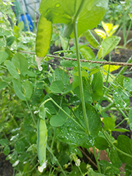 Sugar Lace Pea (Pisum sativum var. saccharatum 'Sugar Lace') at A Very Successful Garden Center