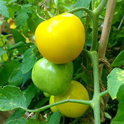 Dwarf Lemon Ice Tomato (Solanum lycopersicum 'Dwarf Lemon Ice') at A Very Successful Garden Center