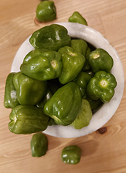 Padron Pepper (Capsicum annuum 'Padron') at A Very Successful Garden Center