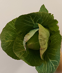 Early Jersey Wakefield Cabbage (Brassica oleracea var. capitata 'Early Jersey Wakefield') at A Very Successful Garden Center