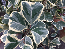 Variegated Triangle-leaved Ficus (Ficus triangularis 'Variegata') at A Very Successful Garden Center