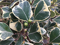 Variegated Triangle-leaved Ficus (Ficus triangularis 'Variegata') at A Very Successful Garden Center