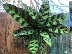 Color Full Lancifolia Rattlesnake Plant (Calathea lancifolia) at A Very Successful Garden Center