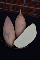 White Yams Sweet Potato (Ipomoea batatas 'White Yams') at A Very Successful Garden Center
