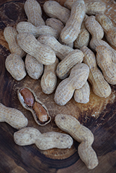 Virginia Jumbo Peanut (Arachis hypogaea 'Virginia Jumbo') at Lakeshore Garden Centres