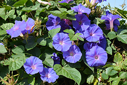 Heavenly Blue Morning Glory (Ipomoea tricolor 'Heavenly Blue') at Lakeshore Garden Centres