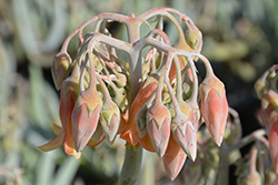 Flavida Finger Aloe (Cotyledon orbiculata 'Flavida') at A Very Successful Garden Center