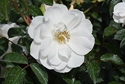 Iceberg Rose (Rosa 'Iceberg') at A Very Successful Garden Center