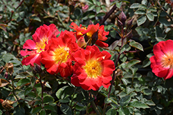 Ralph's Creeper Rose (Rosa 'Ralph's Creeper') at A Very Successful Garden Center