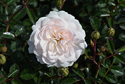 Sea Foam Rose (Rosa 'Sea Foam') at A Very Successful Garden Center