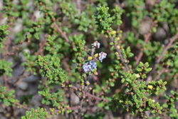 Vandenberg California Lilac (Ceanothus impressus 'Vandenberg') at Lakeshore Garden Centres