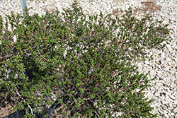 Vandenberg California Lilac (Ceanothus impressus 'Vandenberg') at A Very Successful Garden Center