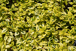 Diamond Heights California Lilac (Ceanothus griseus 'Diamond Heights') at A Very Successful Garden Center
