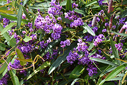 Canoelands Purple Vine Lilac (Hardenbergia violacea 'Canoelands') at A Very Successful Garden Center